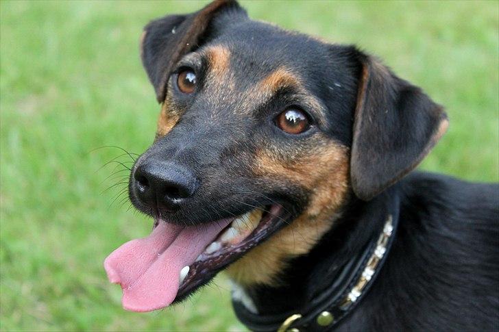 Jack russell terrier blanding Ingolf (Snold) billede 3