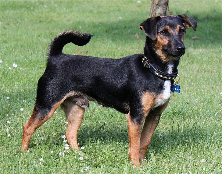 Jack russell terrier blanding Ingolf (Snold) - Løs i haven :). billede 2