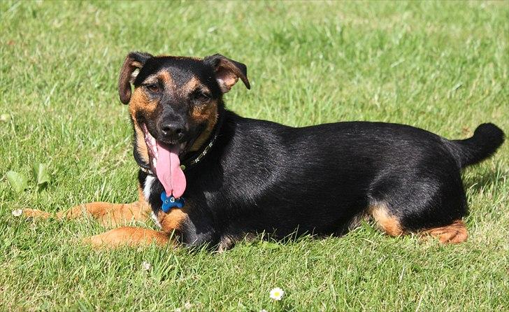 Jack russell terrier blanding Ingolf (Snold) - Ingolf har brug for et hvil efter at have tonset rundt med Balto :). billede 37