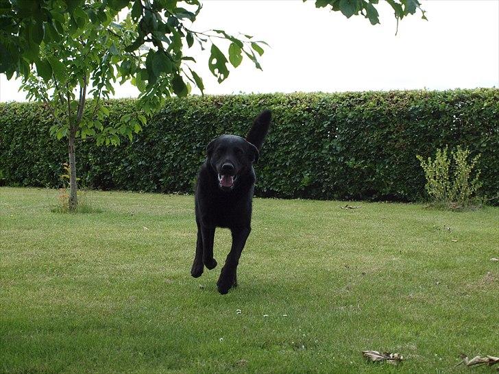 Blanding af racer Lucky  billede 8