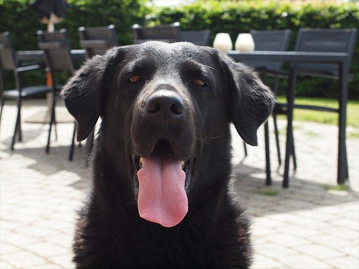 Blanding af racer Lucky  - Se min tunge :D billede 9