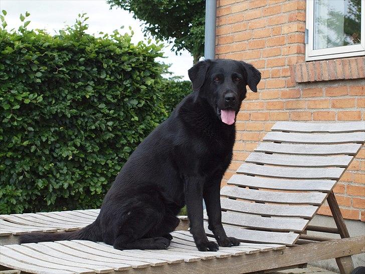 Blanding af racer Lucky  billede 10