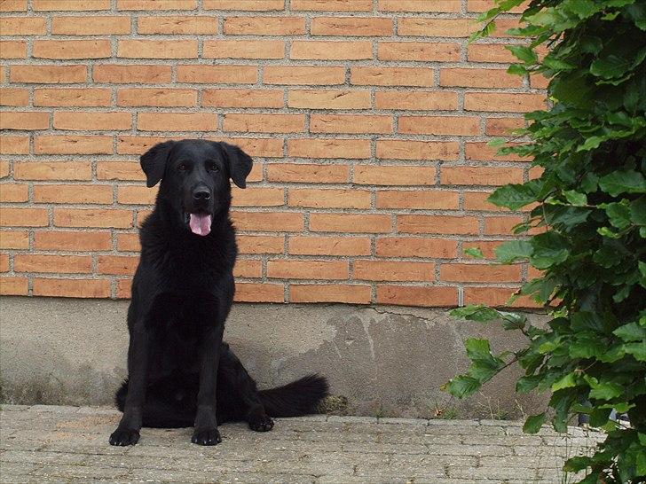 Blanding af racer Lucky  billede 11