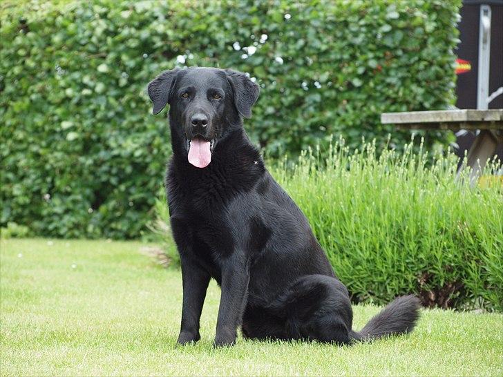 Blanding af racer Lucky  billede 12