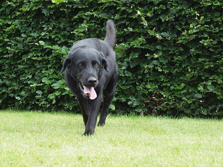 Blanding af racer Lucky  billede 13