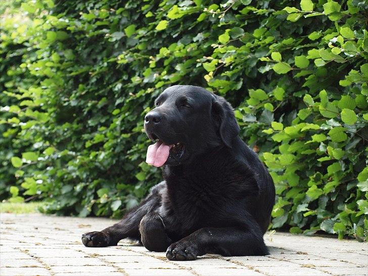 Blanding af racer Lucky  billede 14