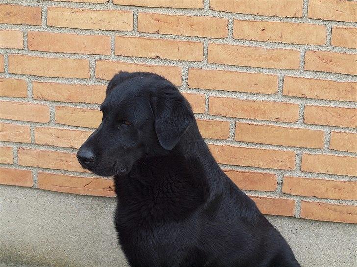 Blanding af racer Lucky  billede 15