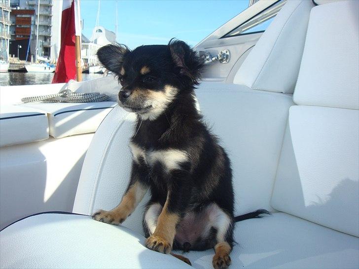 Chihuahua Papaya - Papaya på sejltur.  billede 3