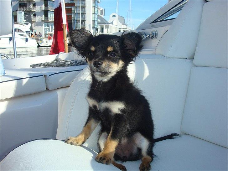 Chihuahua Papaya - Det er dejligt med den friske luft på en sejltur :) billede 4