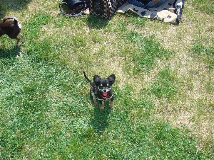 Chihuahua Papaya - Papaya til sit første hundetræf på amager <3 billede 5