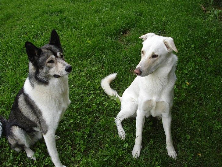 Alaskan husky Gizmo billede 2