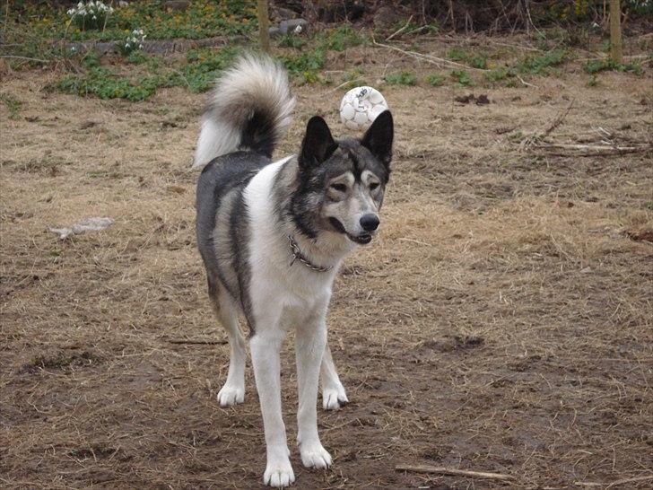 Alaskan husky Gizmo billede 3