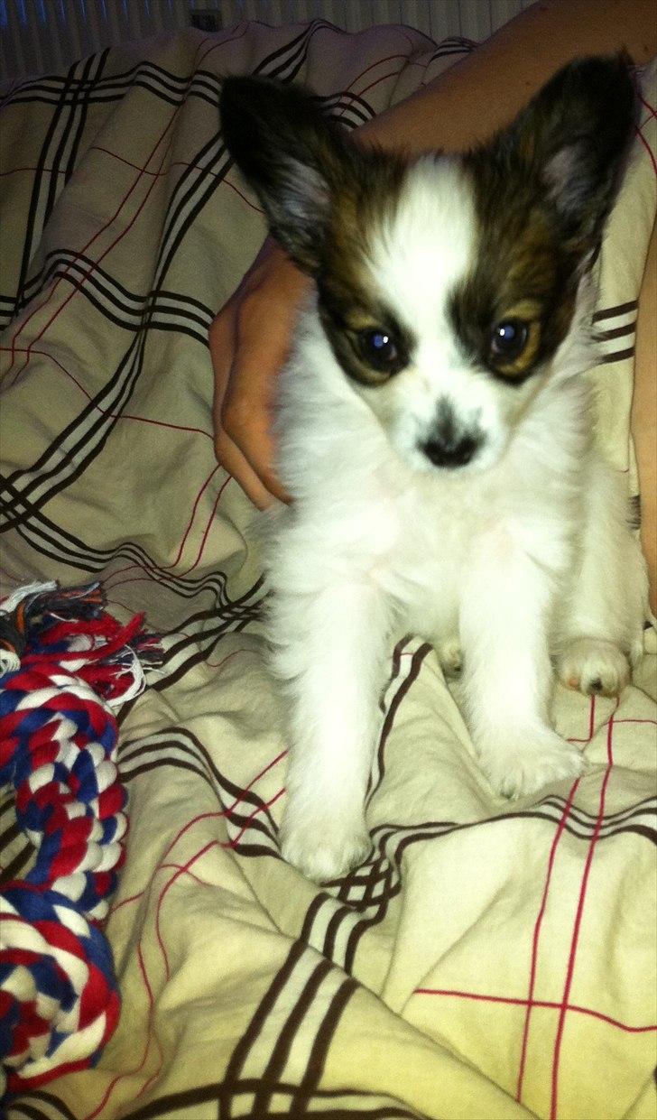 Papillon Kato billede 8