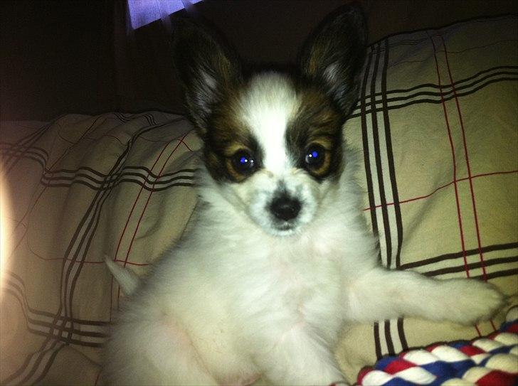 Papillon Kato billede 9