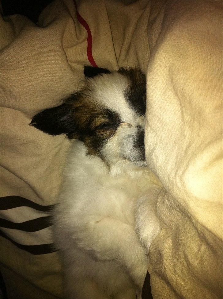 Papillon Kato billede 10