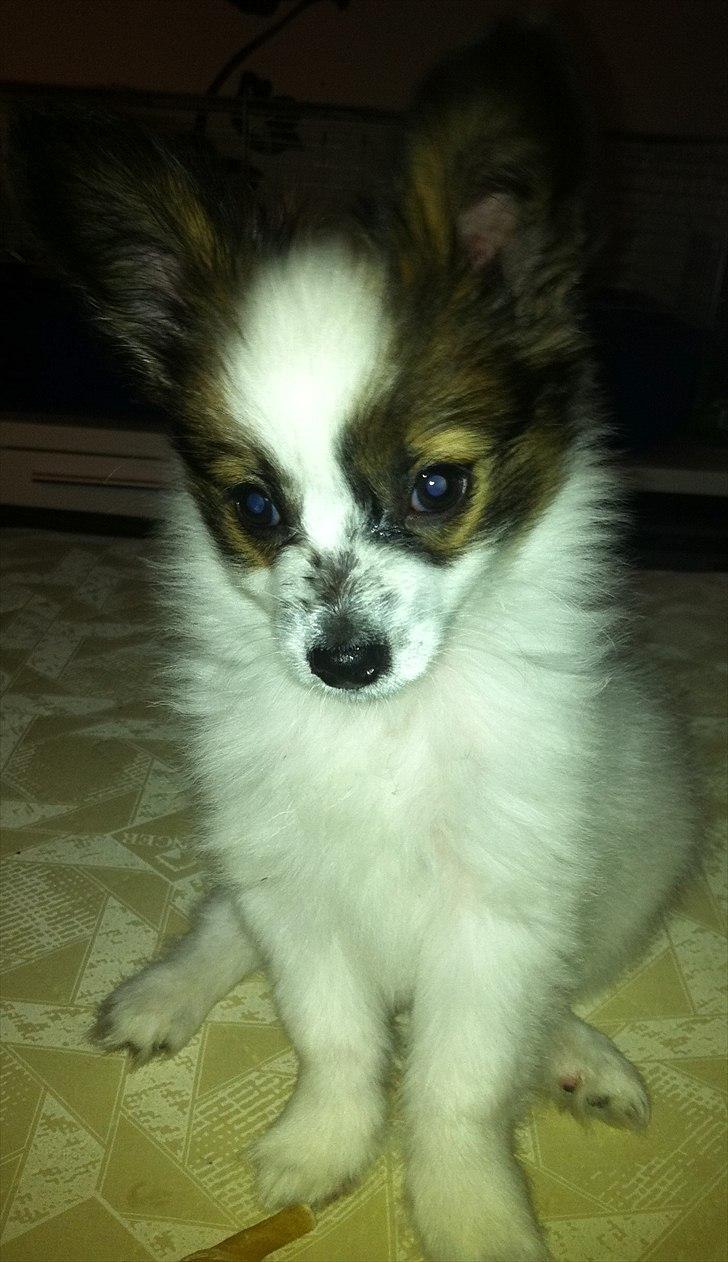 Papillon Kato billede 11