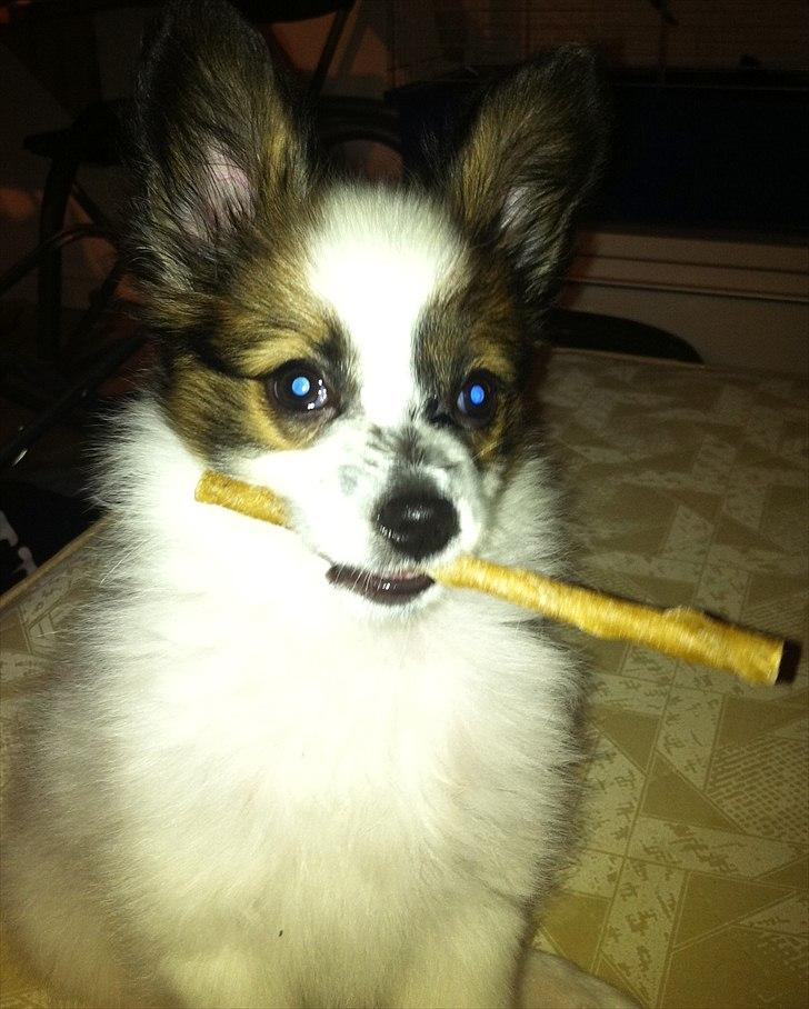 Papillon Kato billede 12