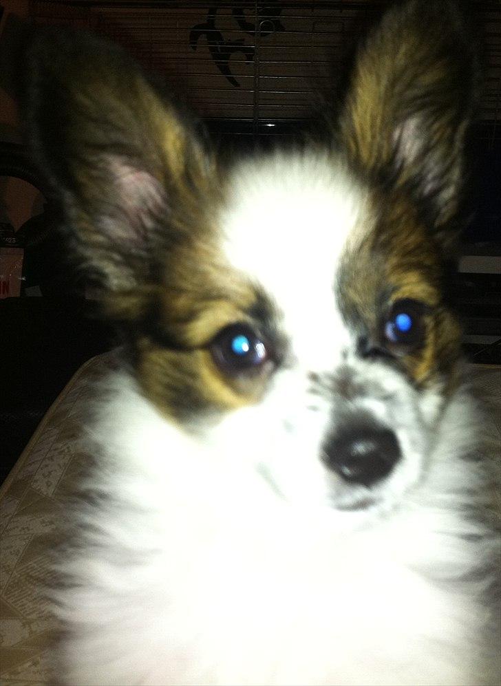 Papillon Kato billede 13