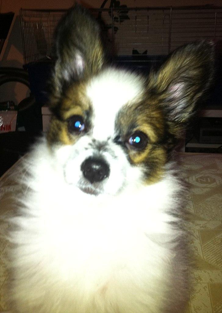 Papillon Kato billede 14