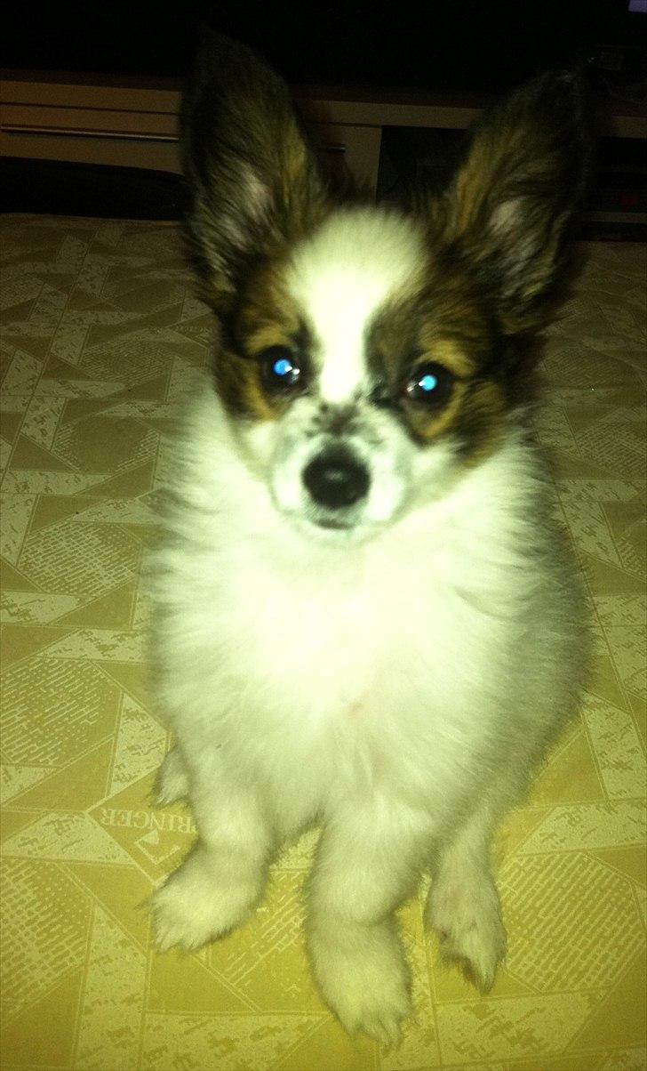 Papillon Kato billede 15