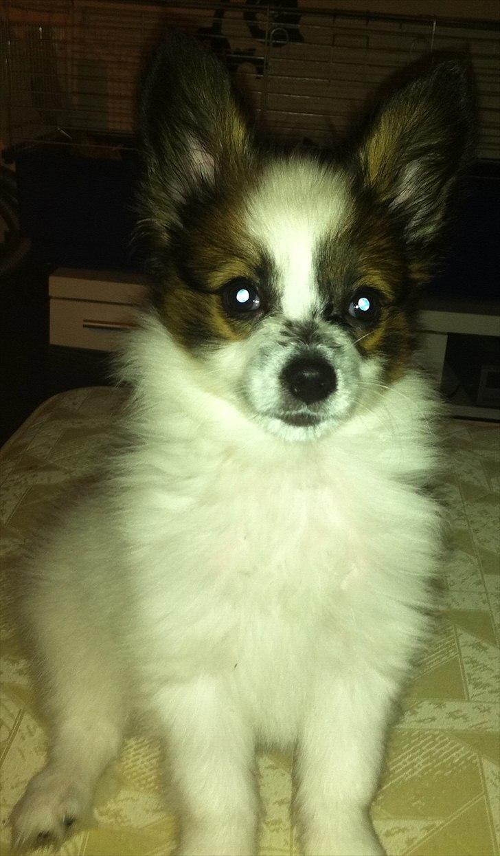 Papillon Kato billede 16