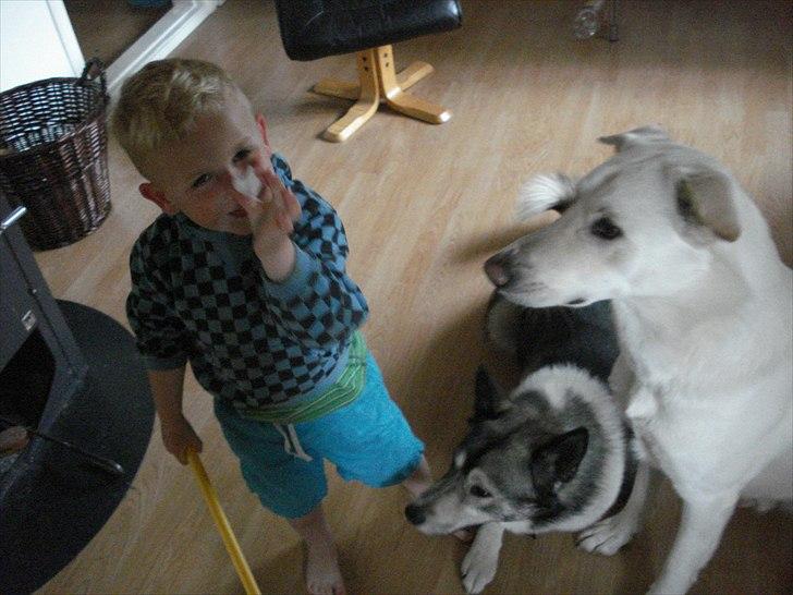 Alaskan husky Gizmo billede 4