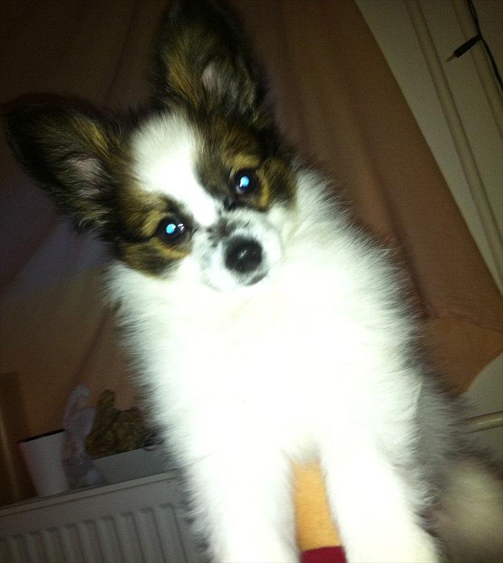 Papillon Kato billede 17