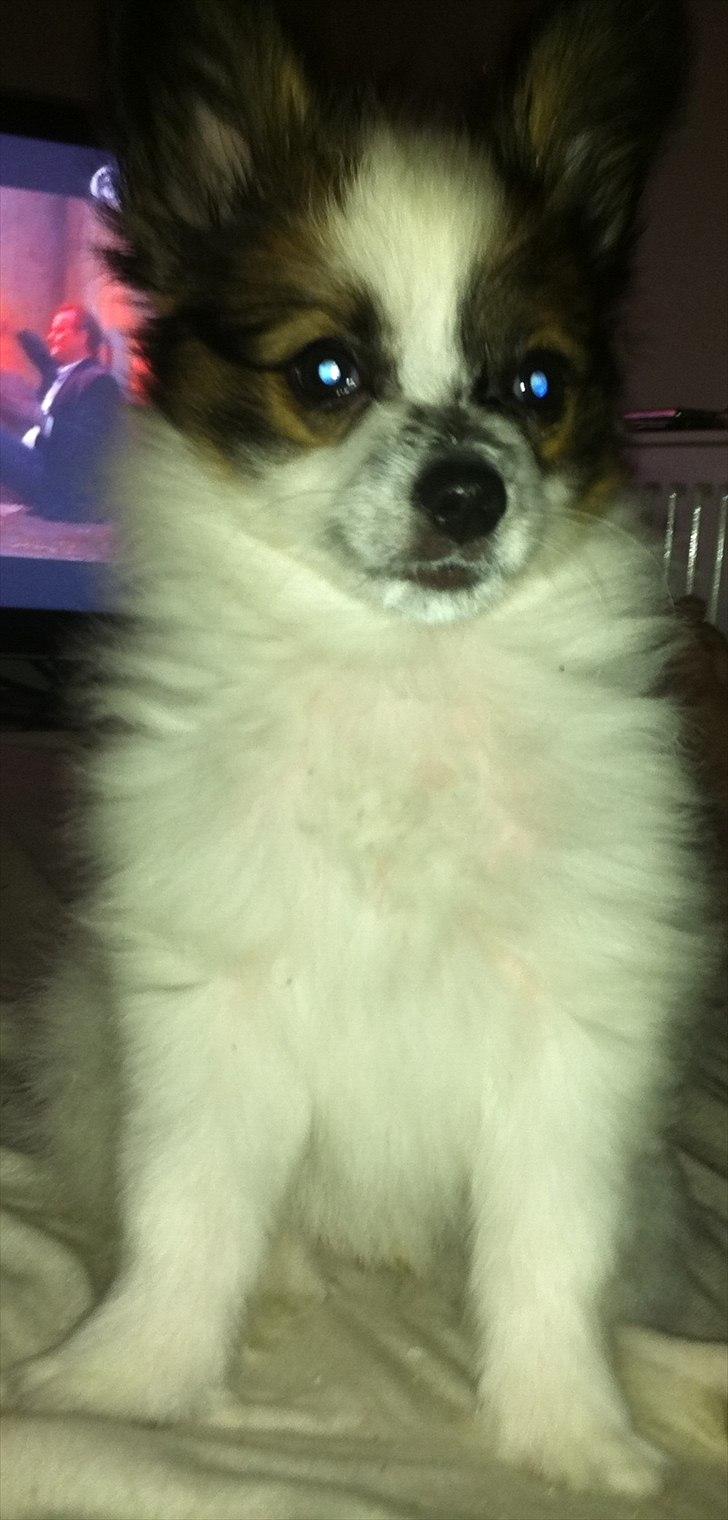 Papillon Kato billede 18