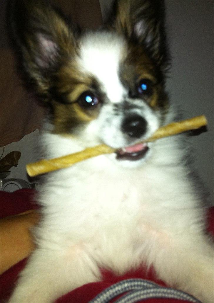 Papillon Kato billede 19