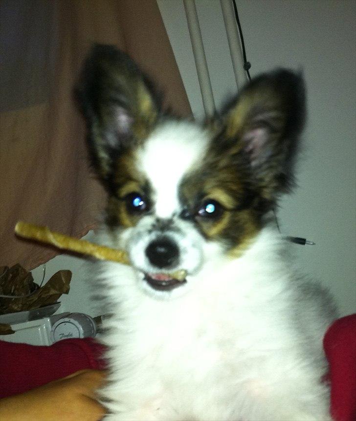 Papillon Kato billede 20