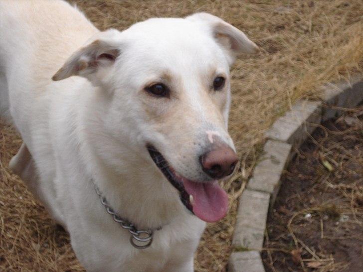 Blanding af racer Nanook - How are you doing... billede 9