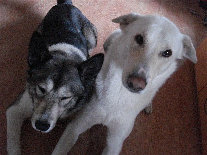 Blanding af racer Nanook billede 11