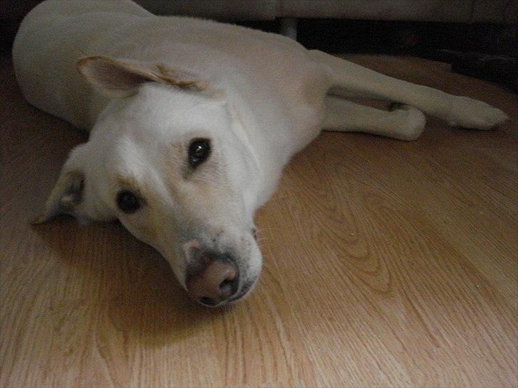 Blanding af racer Nanook billede 8