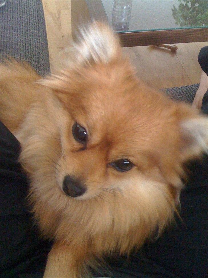 Pomeranian Topsys Cleo - "Jeg finder lige dådyr-øjnene frem.." billede 1