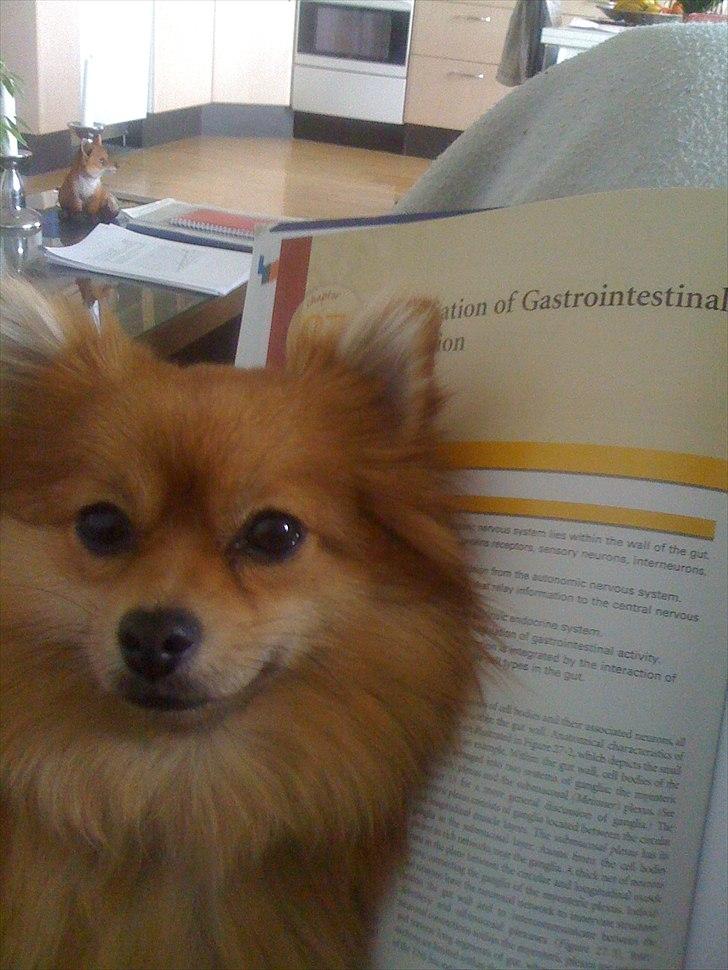 Pomeranian Topsys Cleo - "Du skal da ikke læse til eksamen mor - jeg sidder jo lige her :)" billede 4