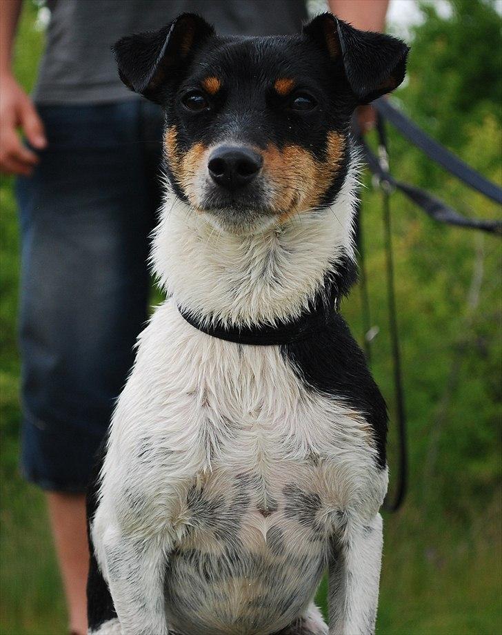 Dansk svensk gaardhund Eyvin*Fået ny ejer* - Jeg gør mig lækker for de søde piger 20/6-11 billede 2