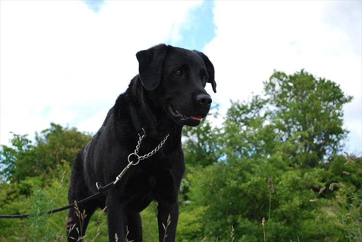 Labrador retriever Bobby*R.I.P.* - Er der nogle lækre damer til mig, dernede? 20/6-11 billede 10