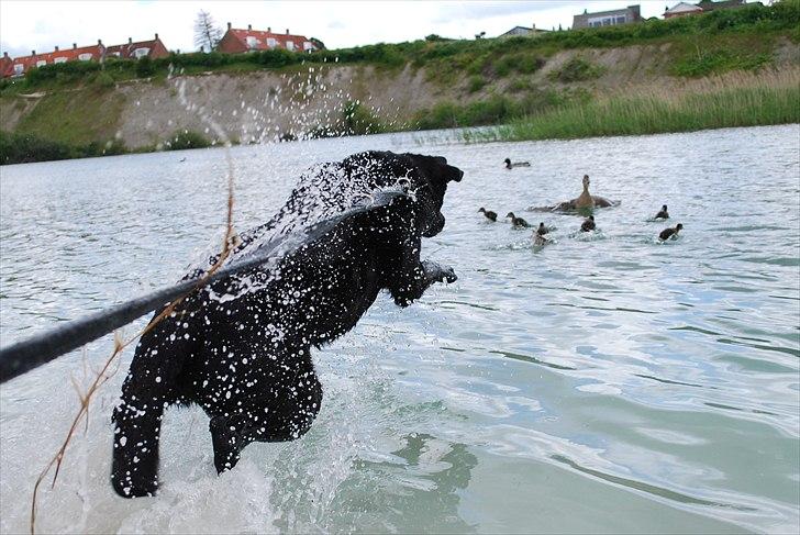 Labrador retriever Bobby*R.I.P.* - Pas påååå, små ællinger, her kommer jeg! 20/6-11 billede 11