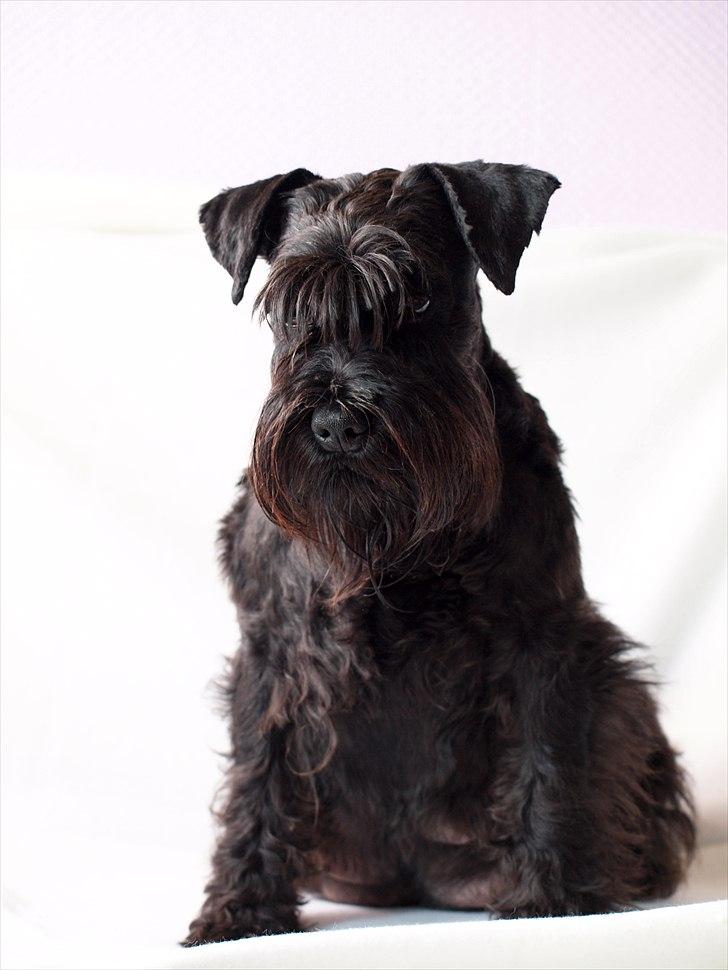 Dvaergschnauzer Sváva's Elenna - Tazhia - Tazhia sidder model inde der skal tages billeder af hendes første kuld (h-kuldet -2011) billede 5