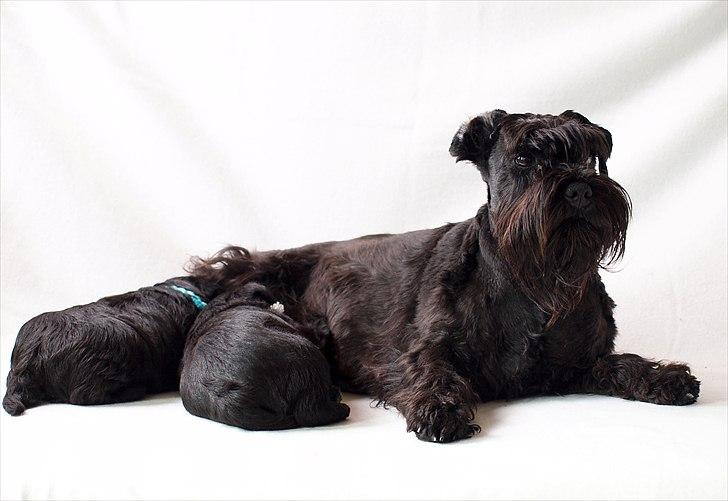 Dvaergschnauzer Sváva's Elenna - Tazhia - Tazhia med H-kuldet (sváva's Hazel og Sváva's Heavy) 4 uger gamle billede 6
