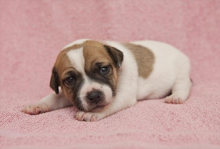 Blanding af racer Bianca - Foto taget d. 20. juni 2011, det var første gang hun havde halsbånd på. billede 11