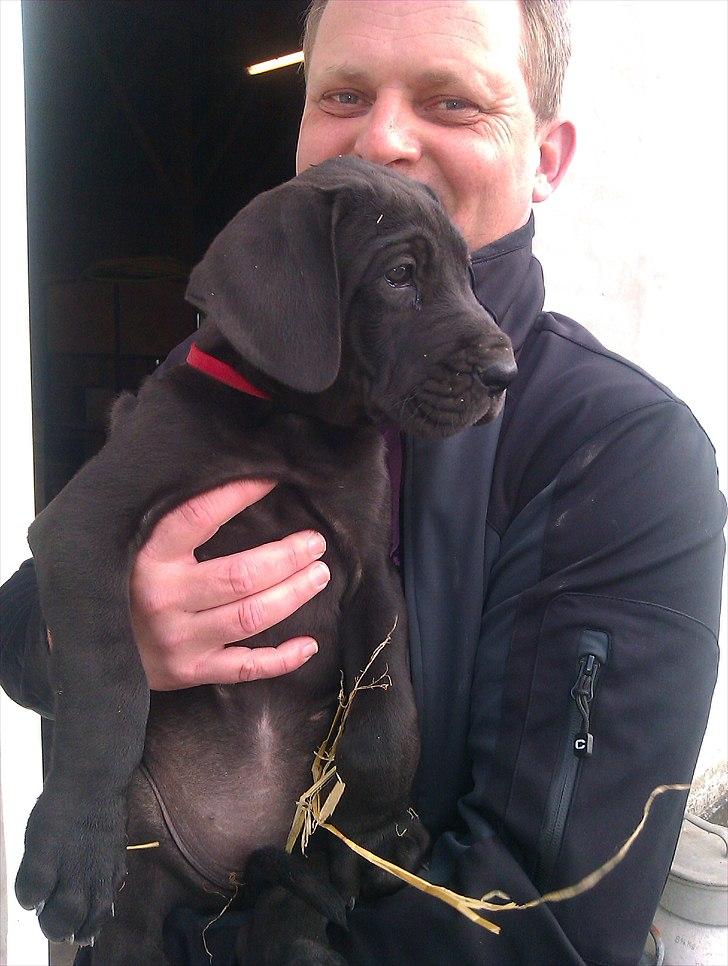 Grand danois Gaia - Gaia 6 uger billede 3