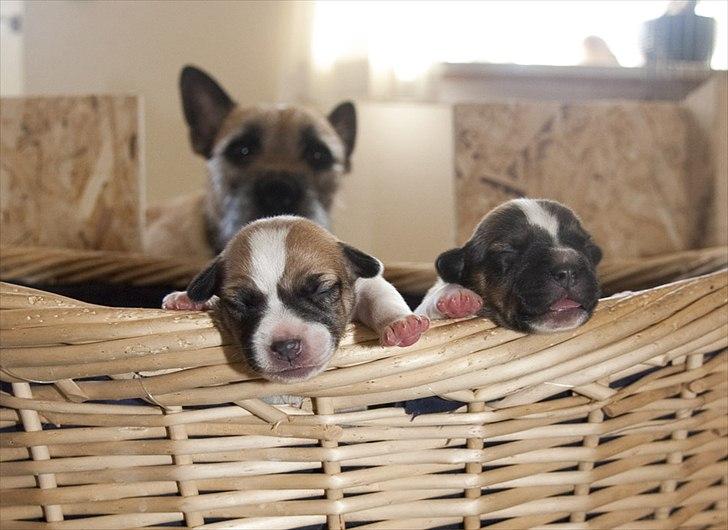 Blanding af racer Bianca - Hun faldt i søvn da hun var på vej ud af kurven sammen med bror Oskar billede 13