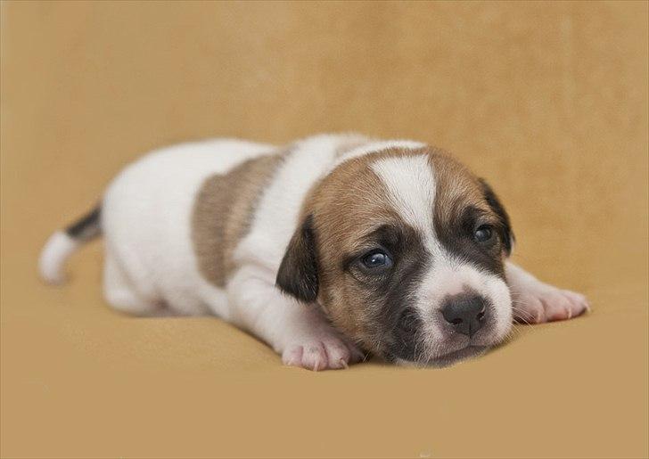 Blanding af racer Bianca - ca. 2 uger gammel billede 14