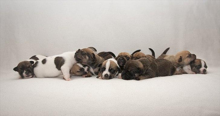 Blanding af racer Bianca - Et forsøg på et fællesbilede, Bianca nr. 3 fra venstre. billede 15