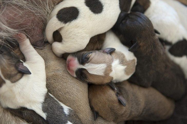 Blanding af racer Bianca - 1 dag gammel billede 16