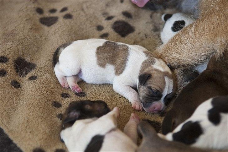 Blanding af racer Bianca billede 17