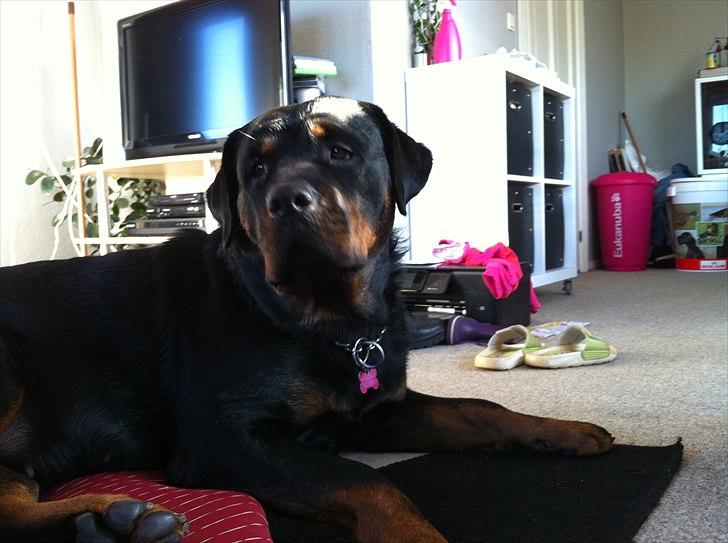 Rottweiler Freja billede 18