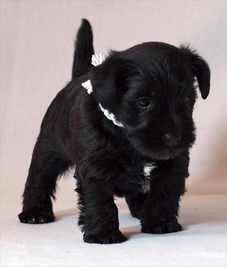 Dvaergschnauzer Sváva's Hazel - Tzefira - Tziefira, 4 uger gammel billede 7