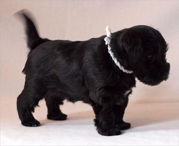 Dvaergschnauzer Sváva's Hazel - Tzefira billede 8